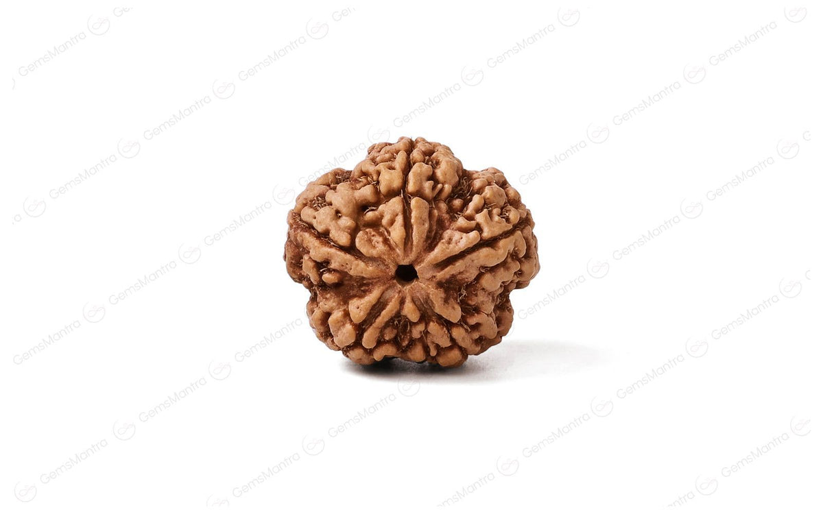 šļøš 5 Mukhi Rudraksha ā Lab Certified | Divine Energy Bead for Balance & Protection ššļø