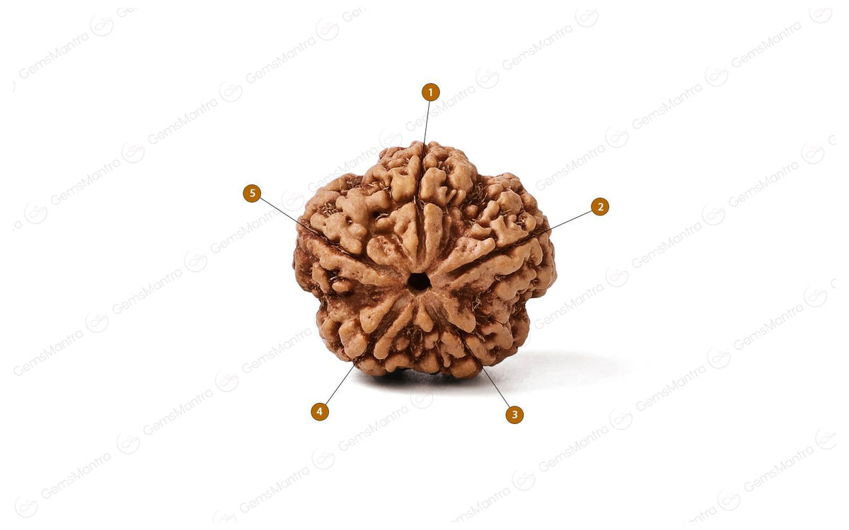 šļøš 5 Mukhi Rudraksha ā Lab Certified | Divine Energy Bead for Balance & Protection ššļø