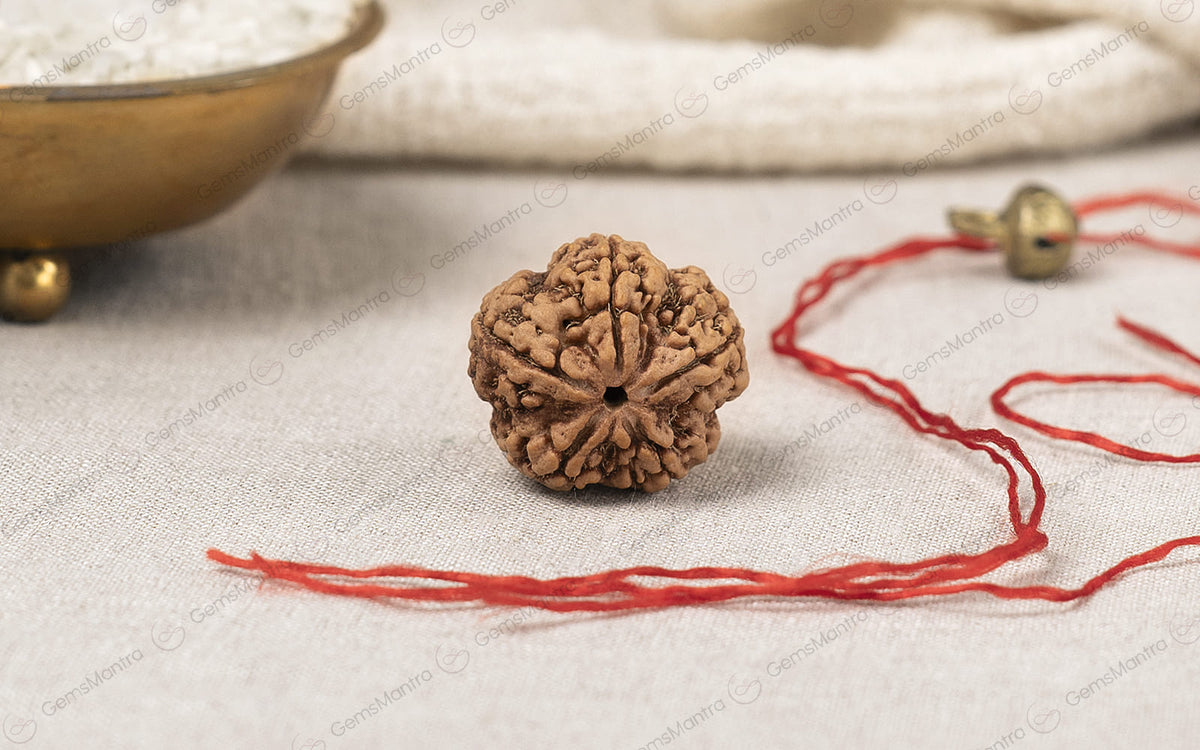šļøš 5 Mukhi Rudraksha ā Lab Certified | Divine Energy Bead for Balance & Protection ššļø
