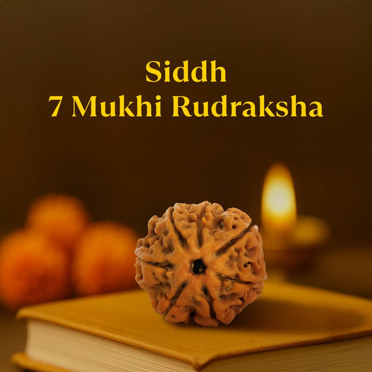 Nepal Origin 7 Mukhi Rudraksha