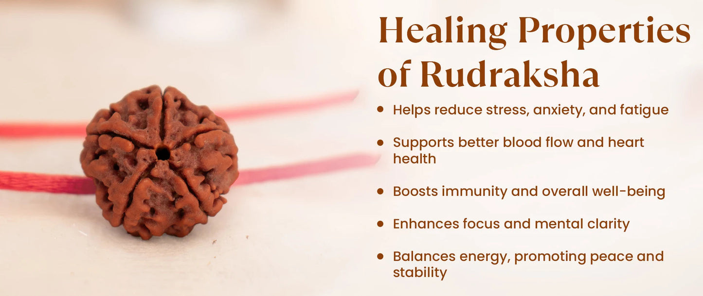 Nepal Origin 7 Mukhi Rudraksha