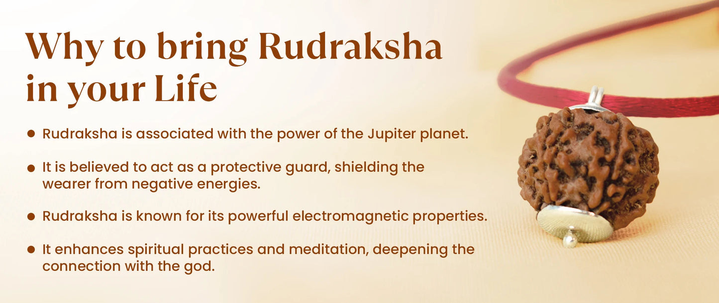 Nepal Origin 7 Mukhi Rudraksha