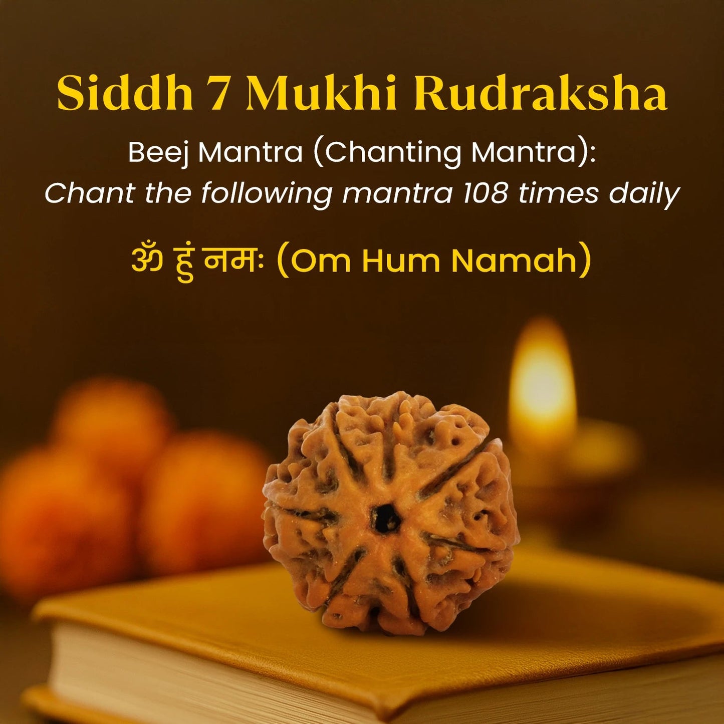 Nepal Origin 7 Mukhi Rudraksha
