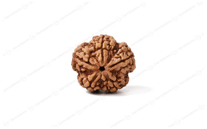 🕉️🛕 5 Mukhi Rudraksha – Lab Certified | Divine Energy Bead for Balance &amp; Protection 🛕🕉️