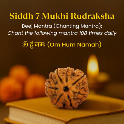 Nepal Origin 7 Mukhi Rudraksha