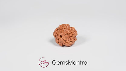🕉️🛕 5 Mukhi Rudraksha – Lab Certified | Divine Energy Bead for Balance &amp; Protection 🛕🕉️